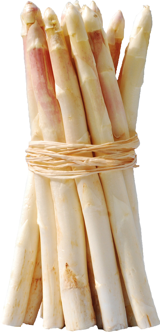 weißer Spargel im Bund