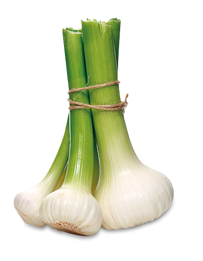 Knoblauch frisch