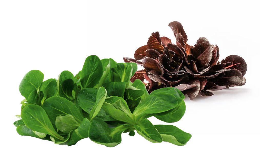 Feldsalat grün und rot