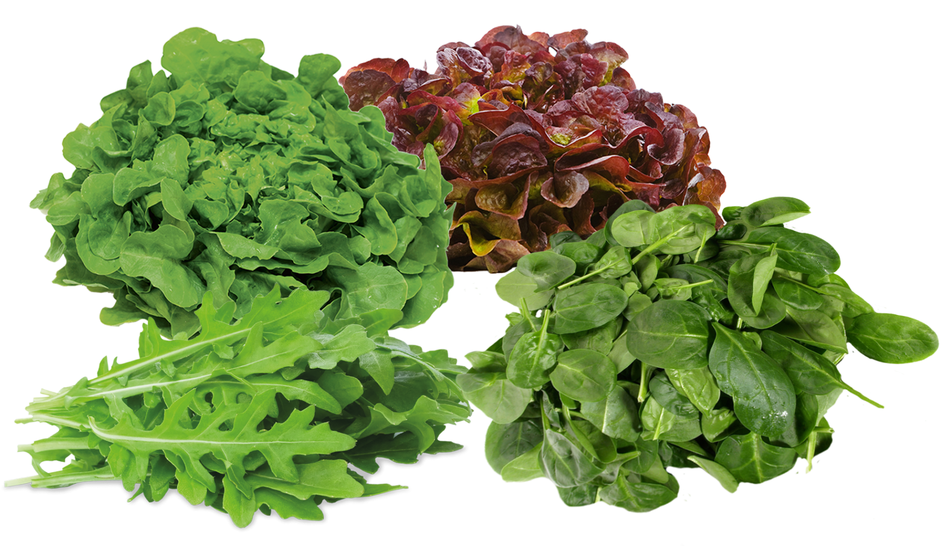 Winter Schnittsalat (Mix)