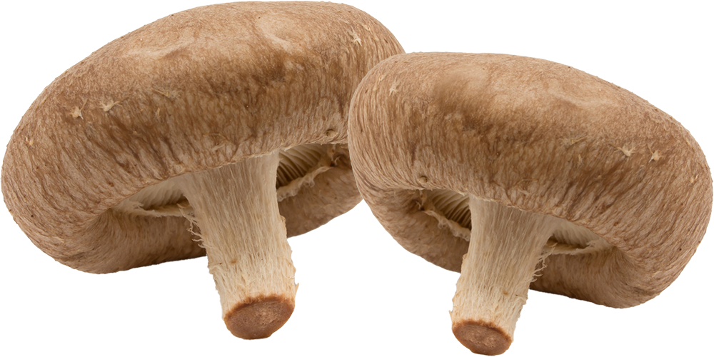Shiitake