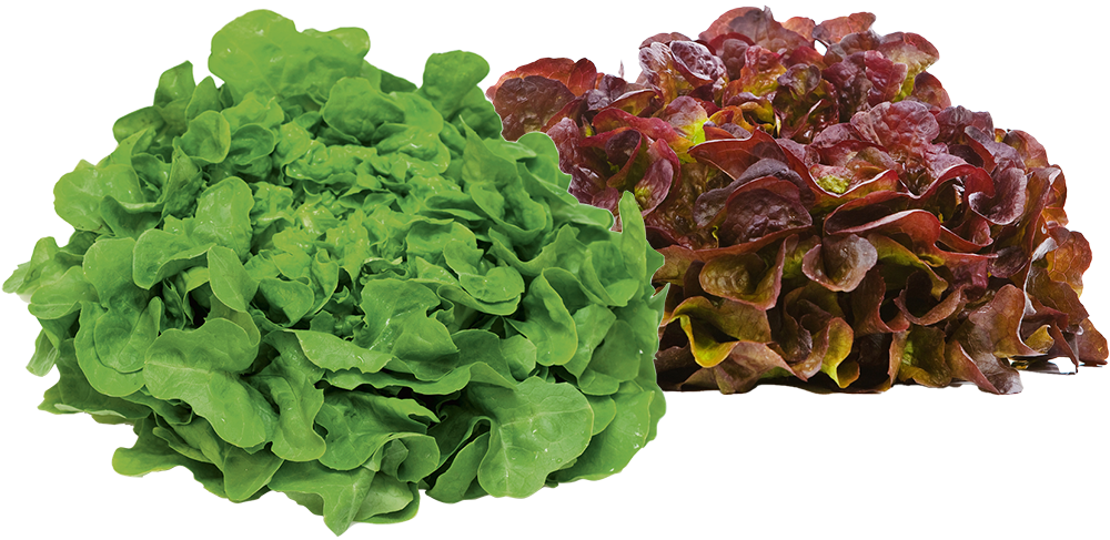 Eichblattsalat grün und rot