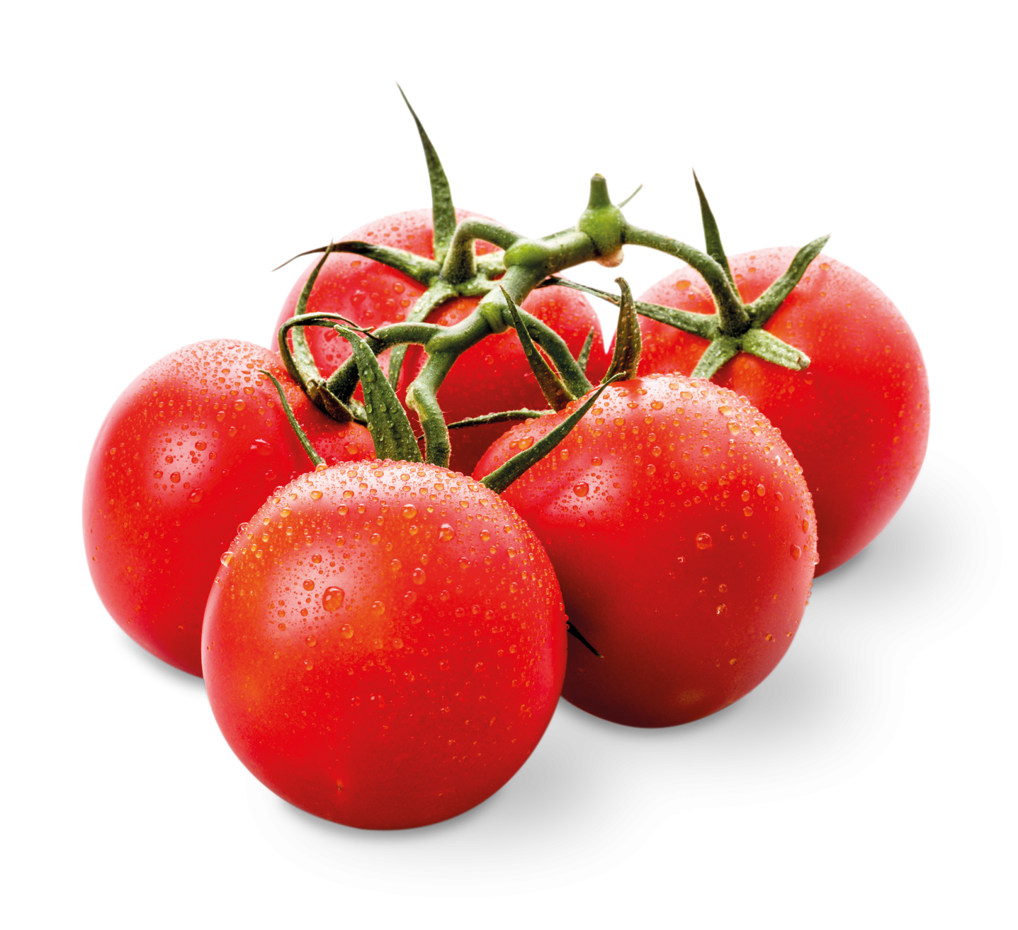 Strauchtomaten