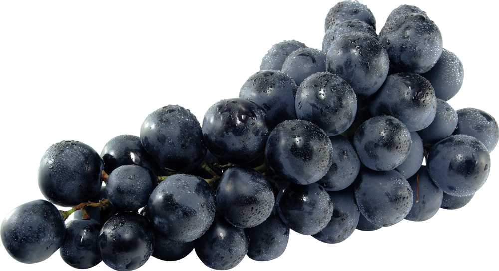 Trauben blau kernlos